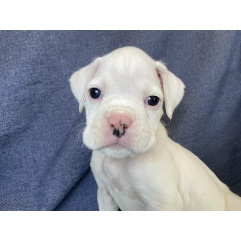 販売中の千葉県のボクサー-424121の10枚目