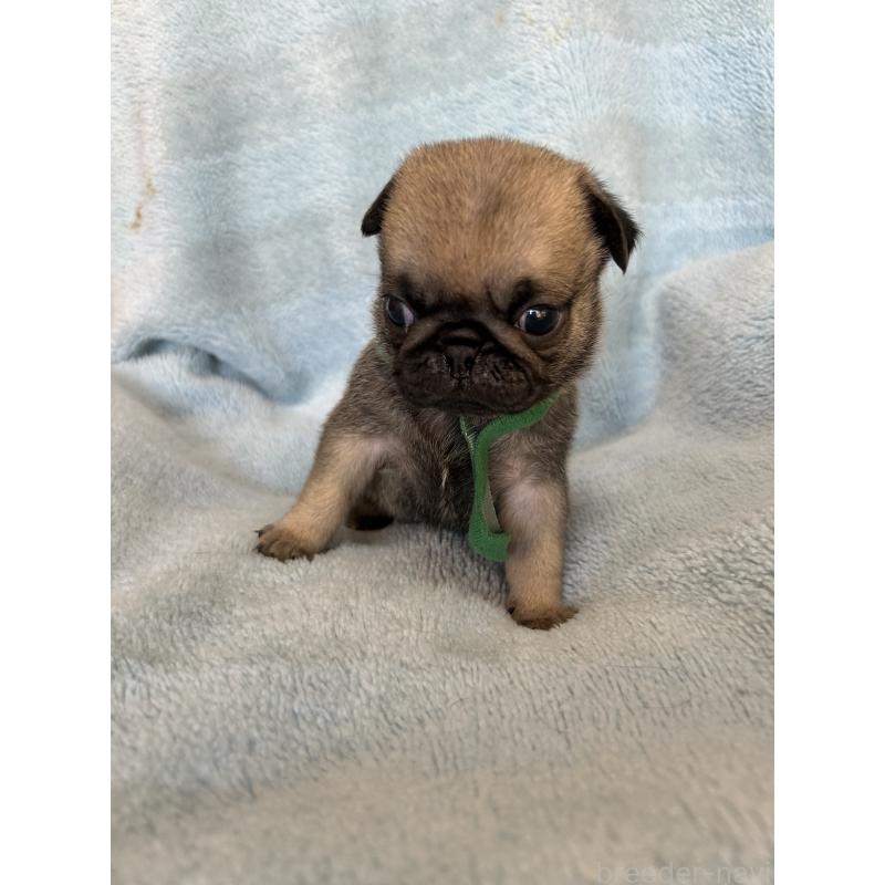 販売中の愛知県のパグ-428179の4枚目