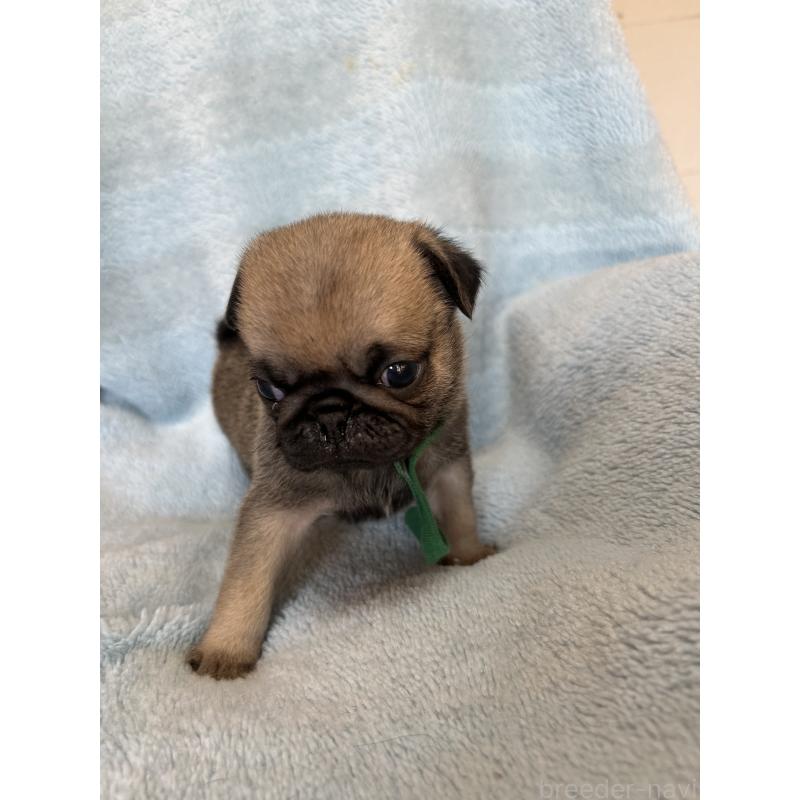 販売中の愛知県のパグ-428179の2枚目