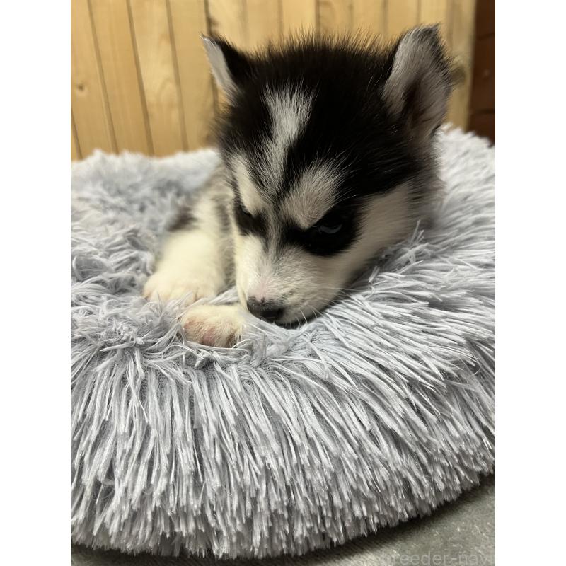 販売中の静岡県のシベリアンハスキー-427323の3枚目