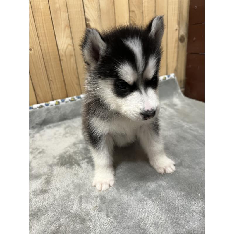 販売中の静岡県のシベリアンハスキー-427323の2枚目