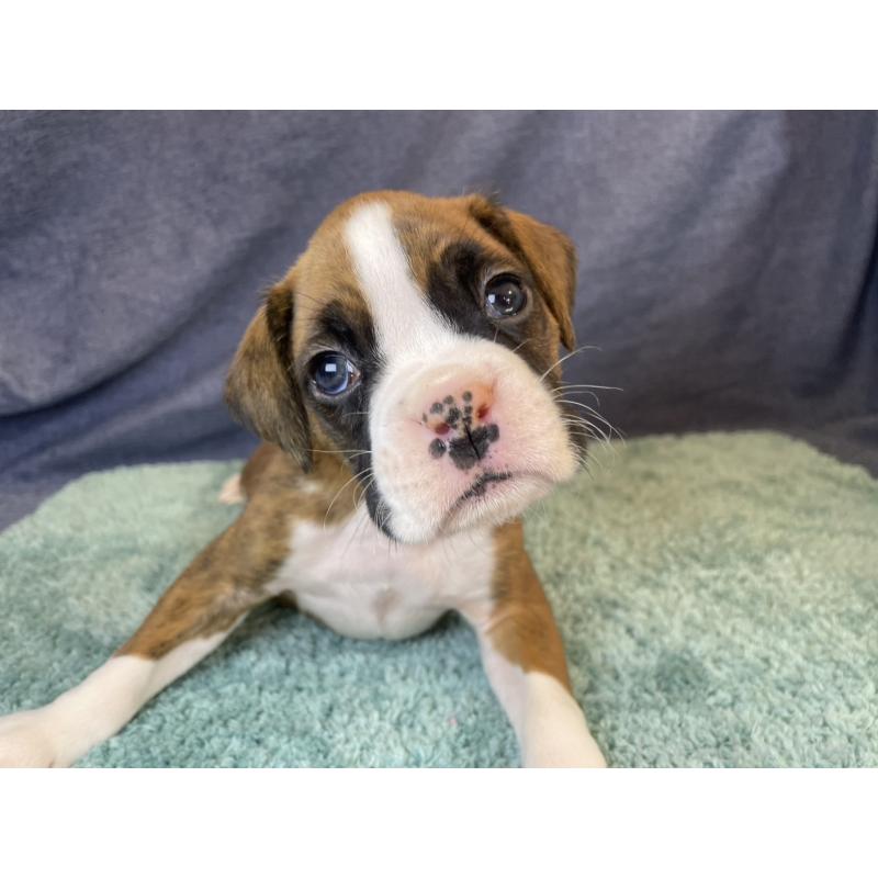 販売中の千葉県のボクサー-424120の14枚目