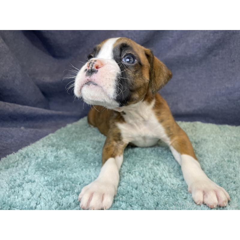 販売中の千葉県のボクサー-424120の13枚目