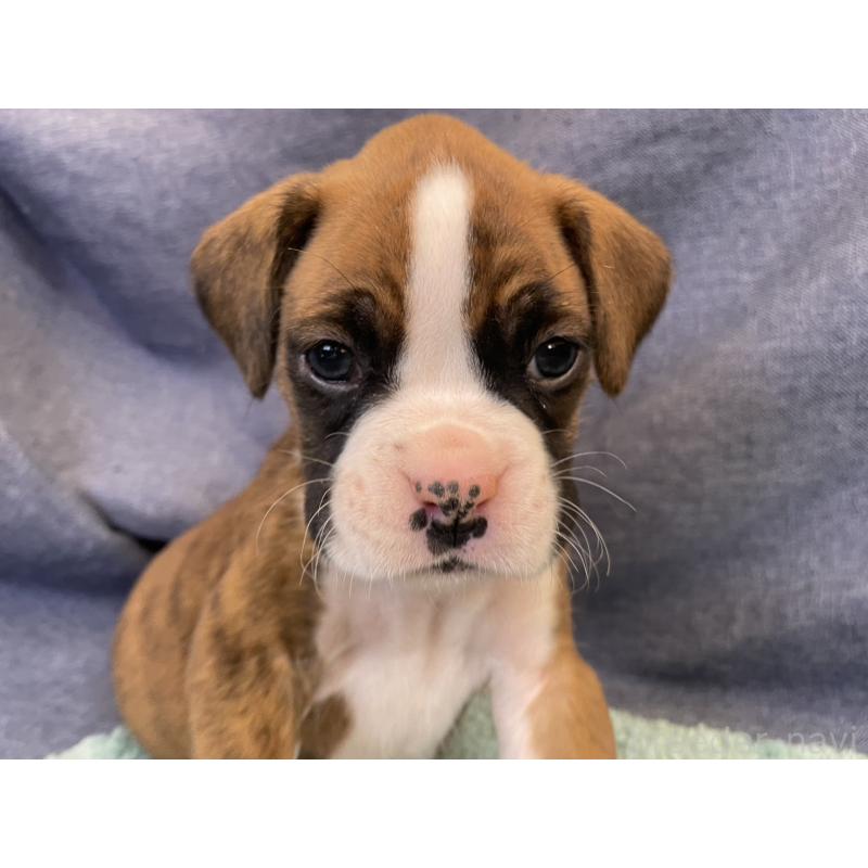 販売中の千葉県のボクサー-424120の12枚目