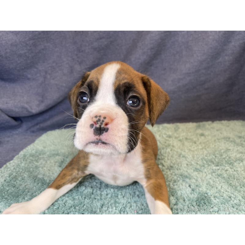 販売中の千葉県のボクサー-424120の11枚目