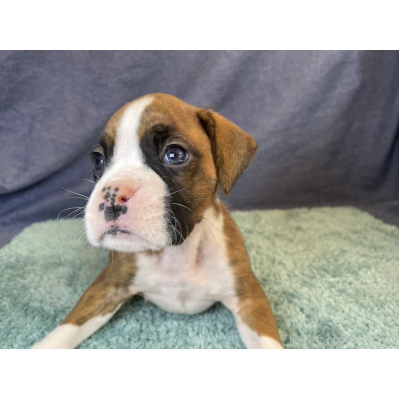 販売中の千葉県のボクサー-424120の10枚目