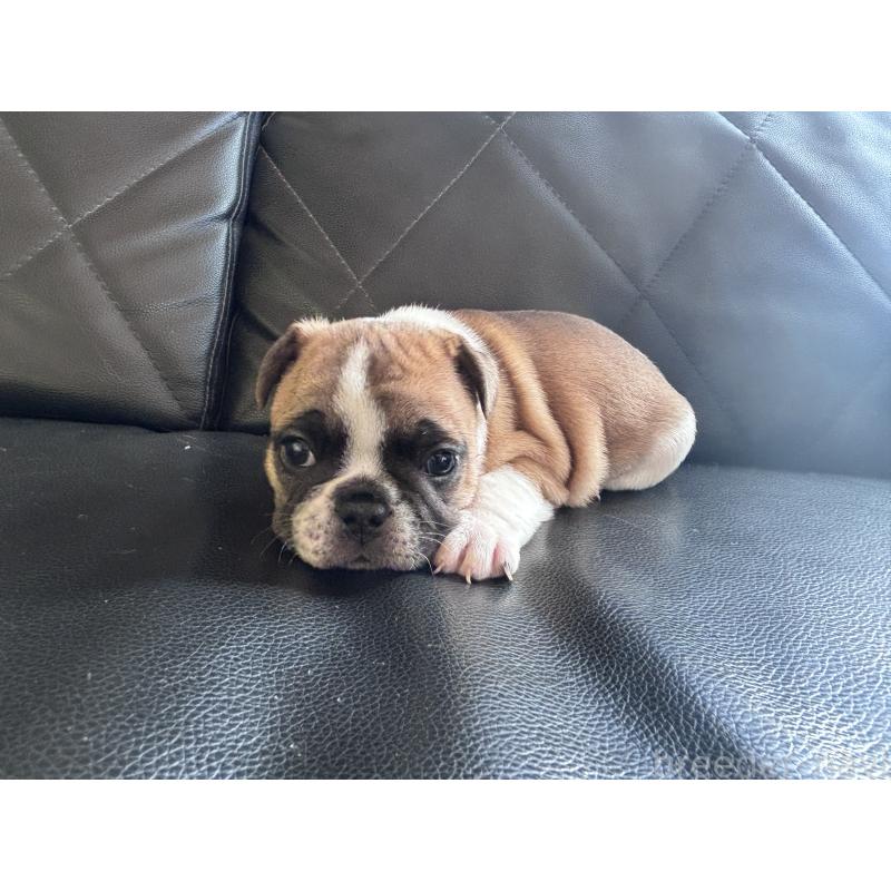 販売中の愛知県のフレンチブルドッグ-428181の8枚目