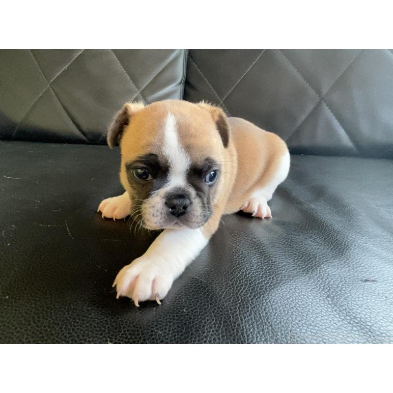 販売中の愛知県のフレンチブルドッグ-428181の6枚目