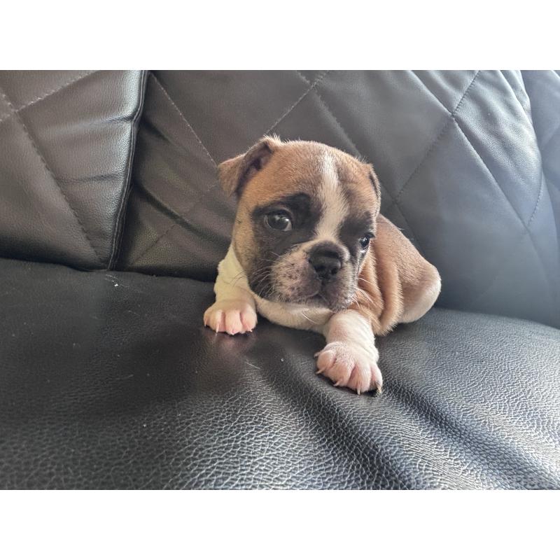 販売中の愛知県のフレンチブルドッグ-428181の5枚目