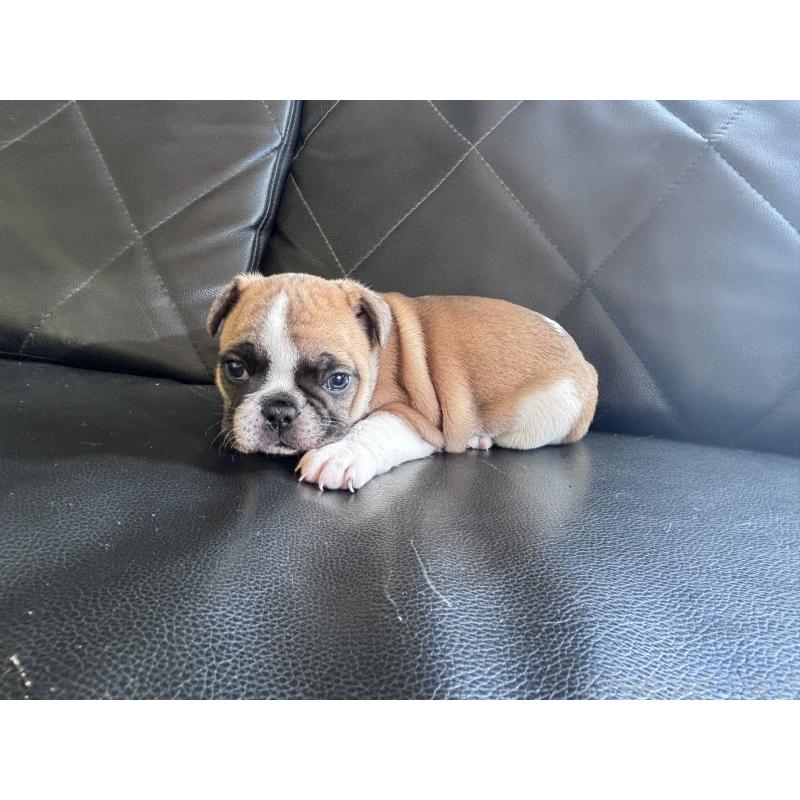 販売中の愛知県のフレンチブルドッグ-428181の4枚目