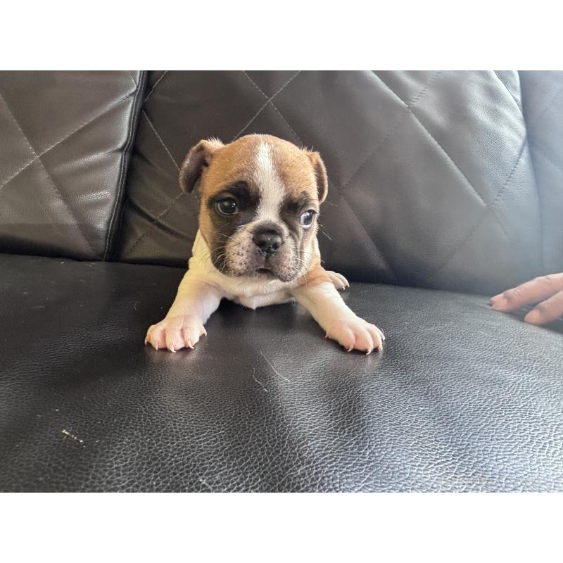 販売中の愛知県のフレンチブルドッグ-428181の3枚目