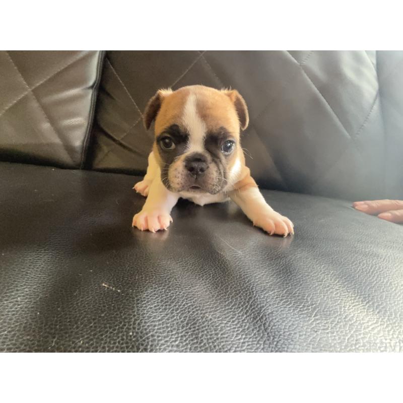 販売中の愛知県のフレンチブルドッグ-428181の2枚目