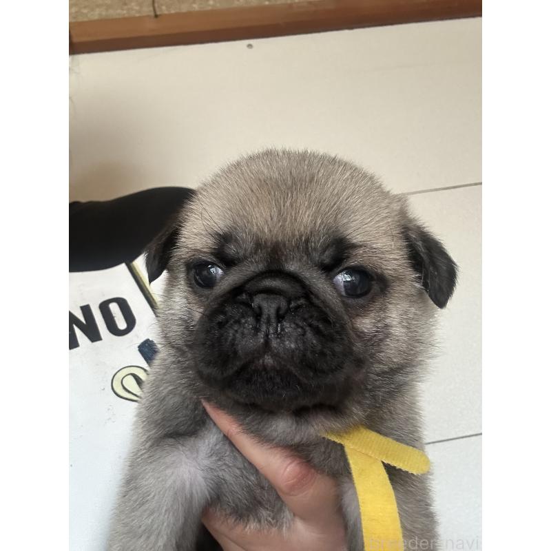 販売中の愛知県のパグ-428182