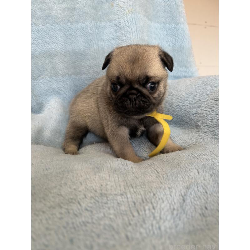 販売中の愛知県のパグ-428182の6枚目