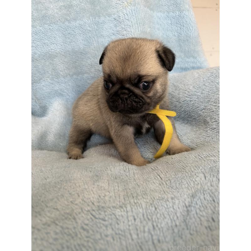 販売中の愛知県のパグ-428182の5枚目