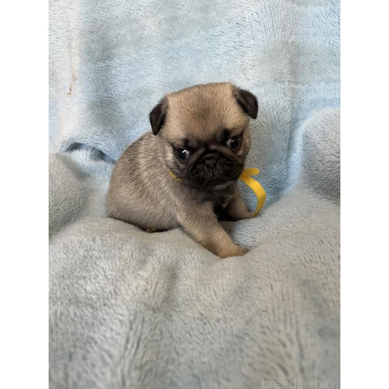 販売中の愛知県のパグ-428182の4枚目