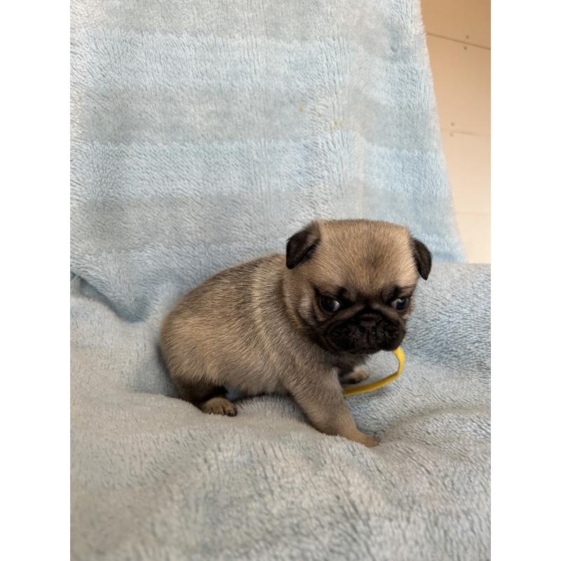 販売中の愛知県のパグ-428182の3枚目