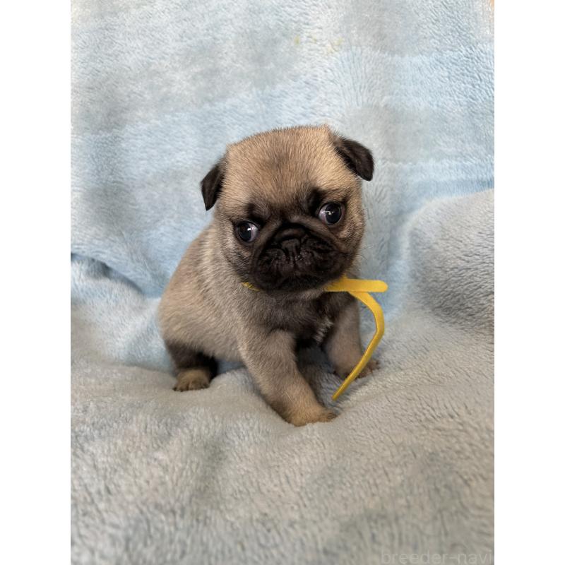 販売中の愛知県のパグ-428182の2枚目