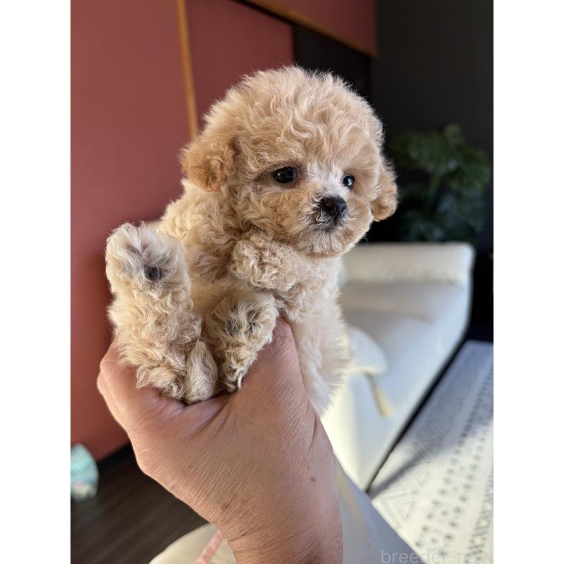 販売中の滋賀県のビションプー:ビションフリーゼ×トイプードル-428149の2枚目