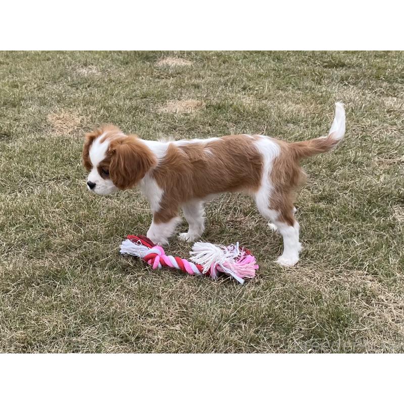 成約済の茨城県のキャバリアキングチャールズスパニエル-416704の5枚目