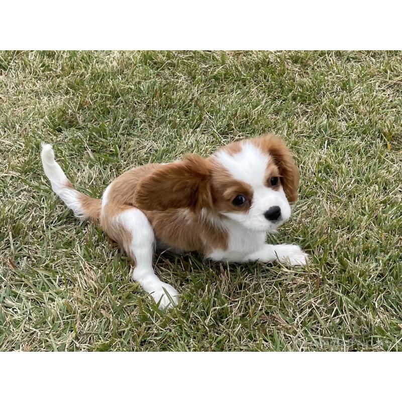 成約済の茨城県のキャバリアキングチャールズスパニエル-416704の4枚目