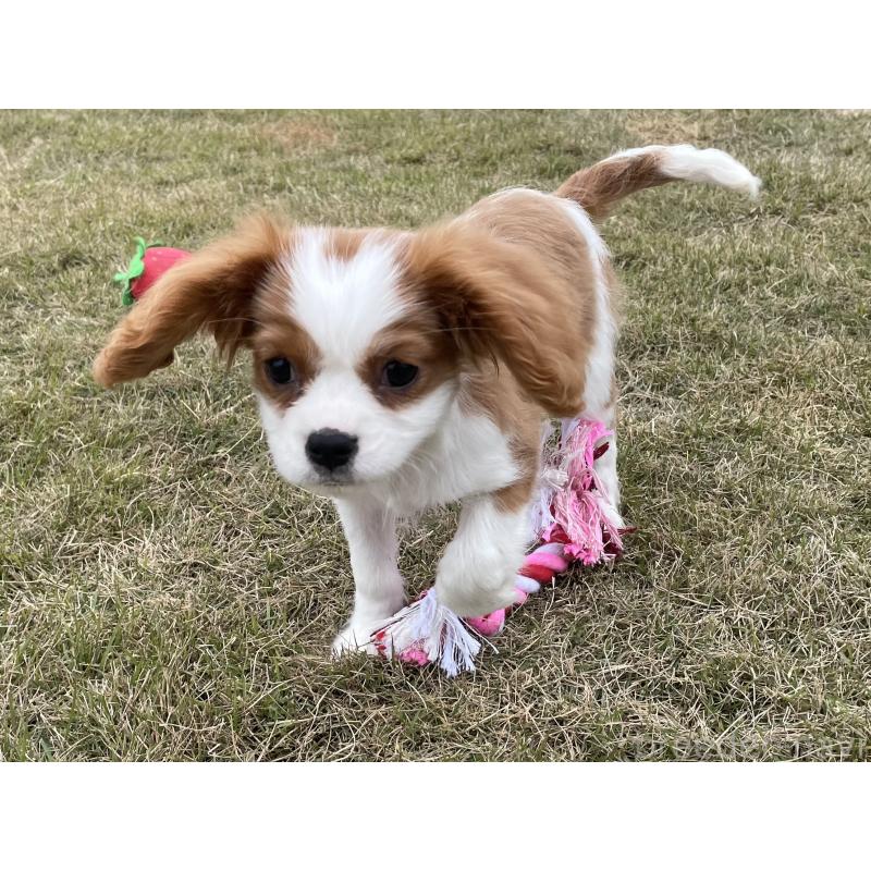 成約済の茨城県のキャバリアキングチャールズスパニエル-416704の3枚目