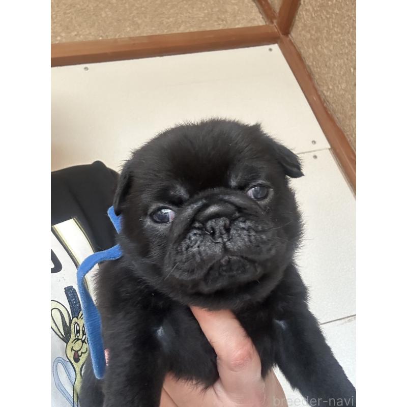 販売中の愛知県のパグ-428184の1枚目