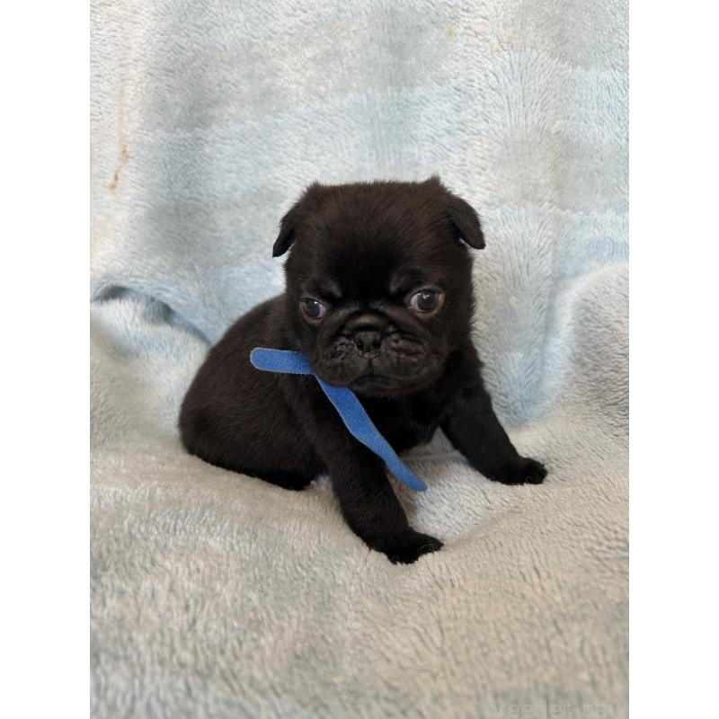 販売中の愛知県のパグ-428184の5枚目