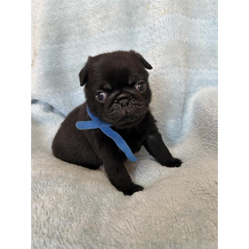 販売中の愛知県のパグ-428184の4枚目