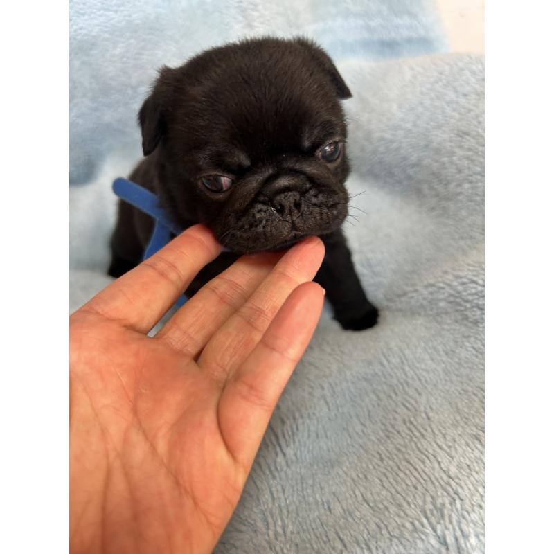 販売中の愛知県のパグ-428184の3枚目