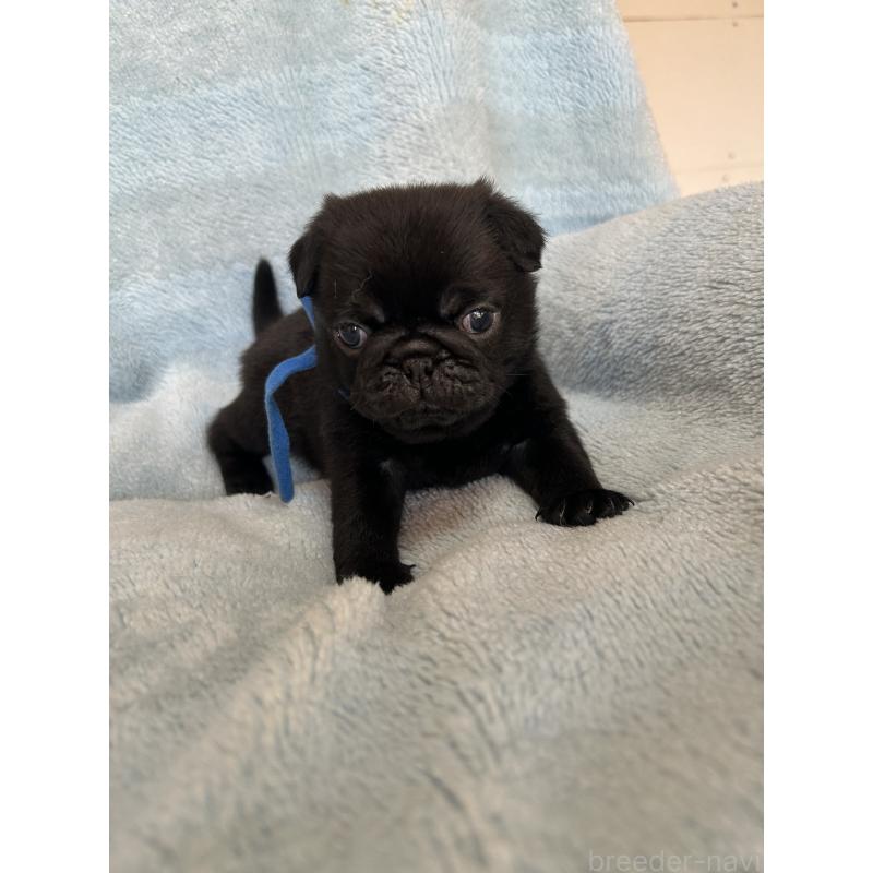 販売中の愛知県のパグ-428184の2枚目