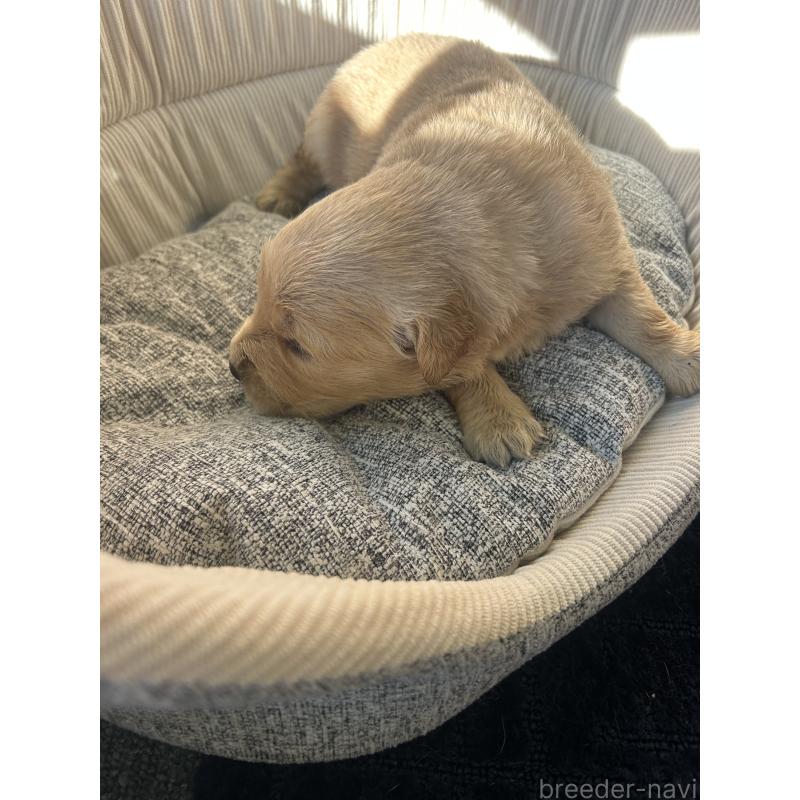 販売中の静岡県のゴールデンレトリーバー-428188の5枚目