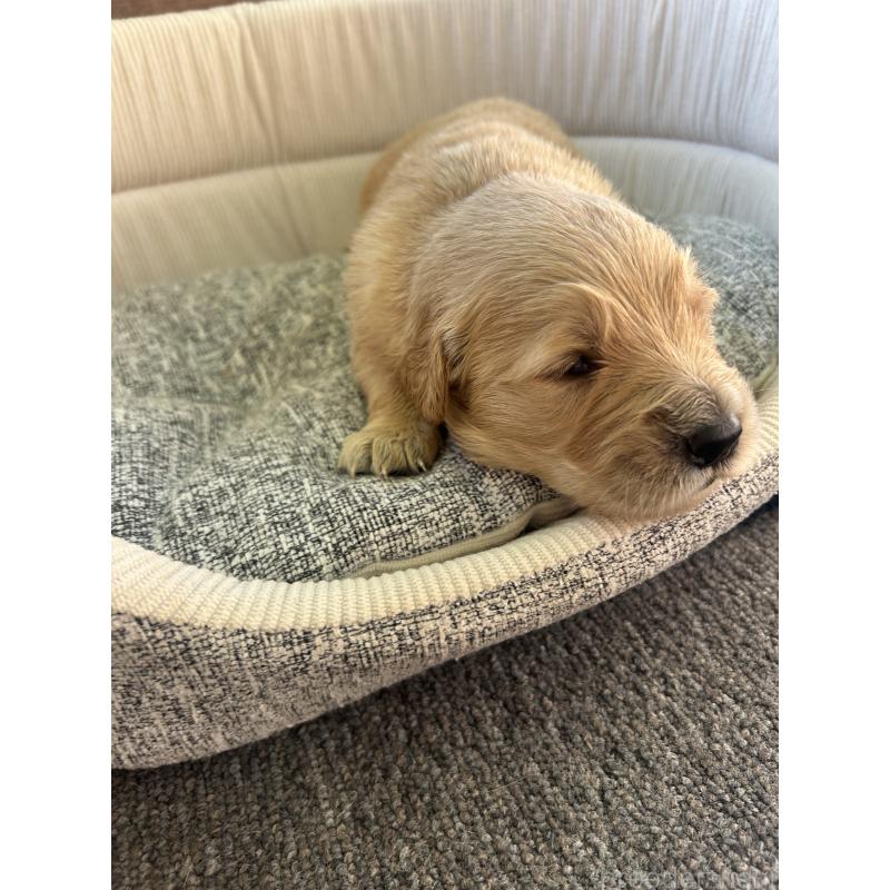 販売中の静岡県のゴールデンレトリーバー-428188の4枚目