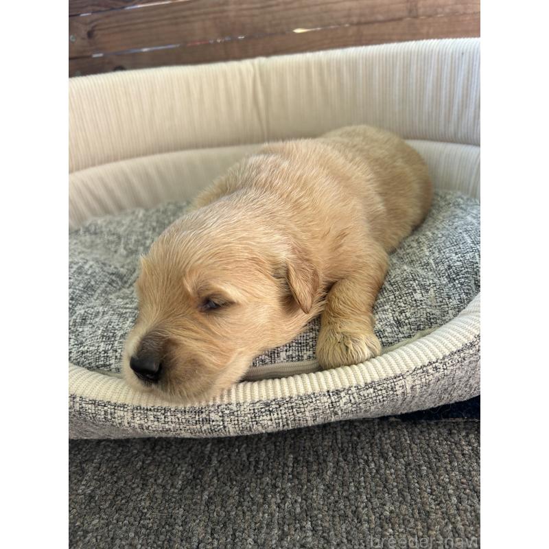 販売中の静岡県のゴールデンレトリーバー-428188の3枚目