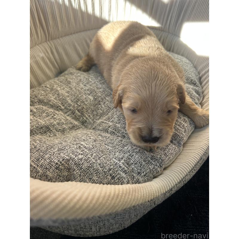 販売中の静岡県のゴールデンレトリーバー-428188の2枚目