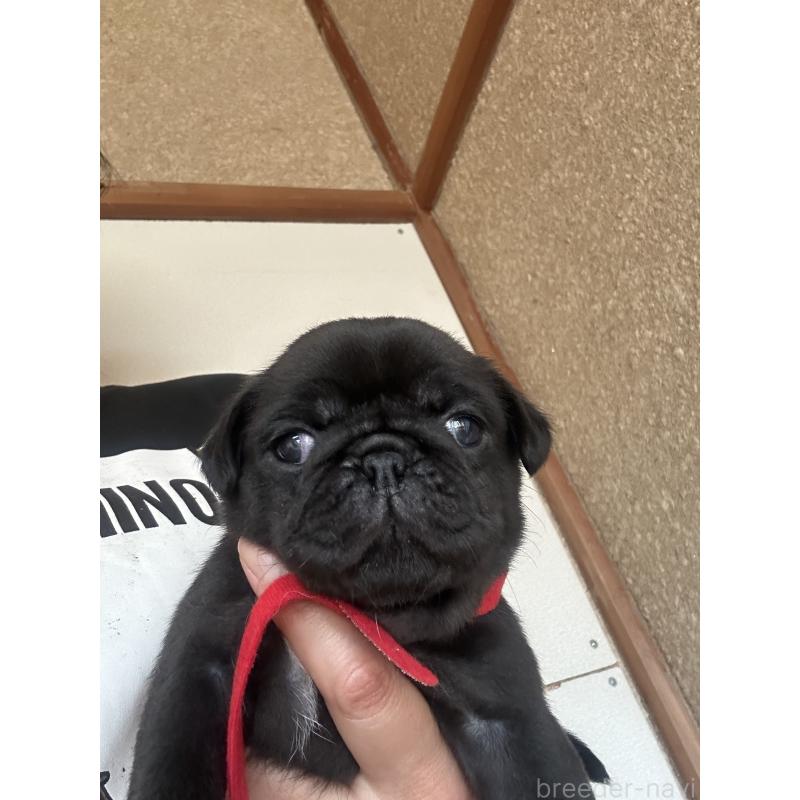 販売中の愛知県のパグ-428185