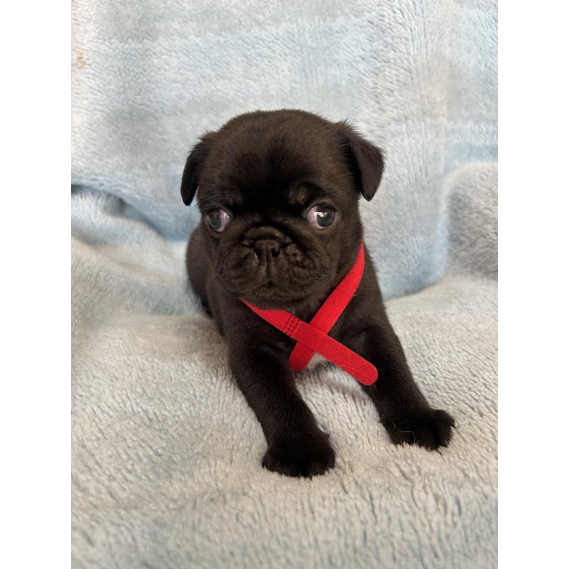 販売中の愛知県のパグ-428185の7枚目