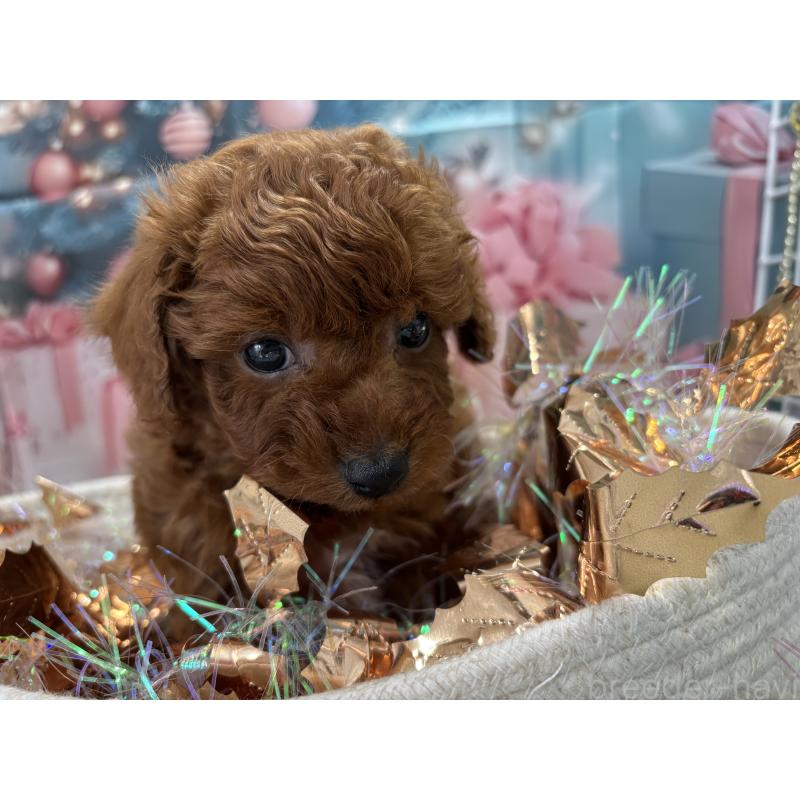 販売中の栃木県のトイプードル-423194