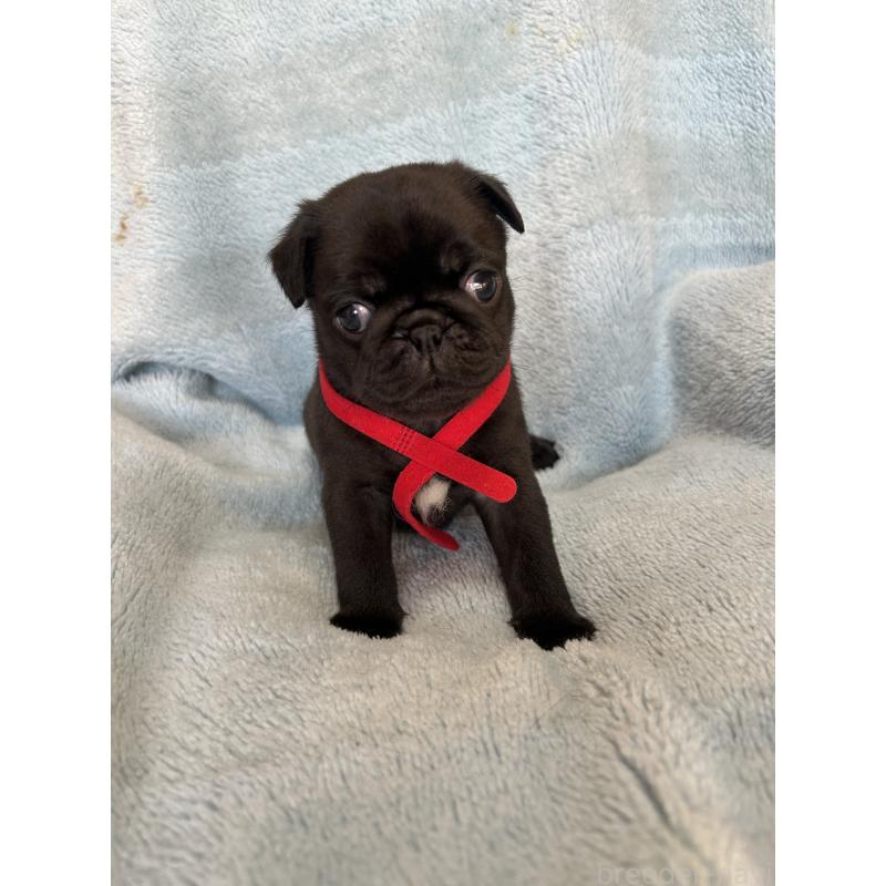 販売中の愛知県のパグ-428185の5枚目