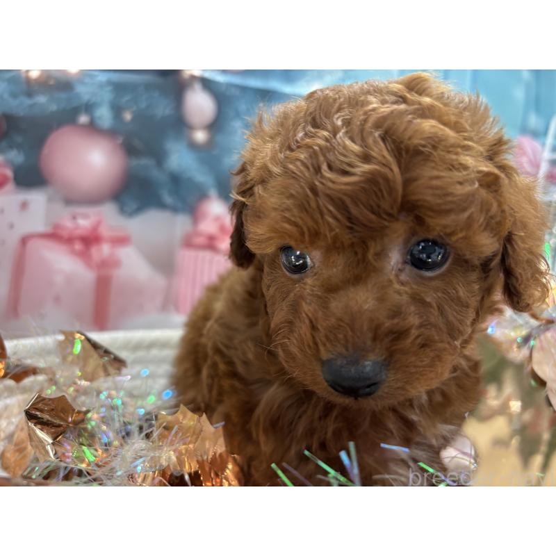 販売中の栃木県のトイプードル-423194の7枚目