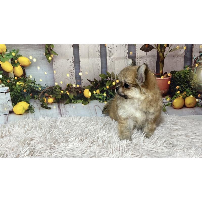 販売中の岐阜県のチワワ(ロングコート)-428175の3枚目