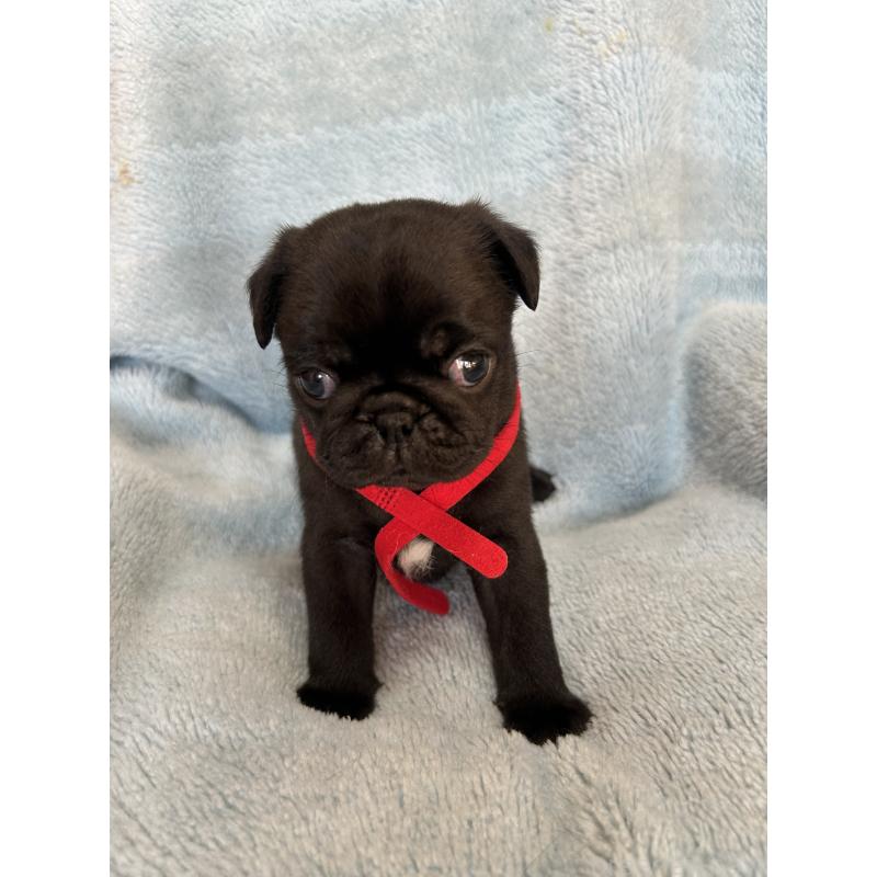 販売中の愛知県のパグ-428185の3枚目