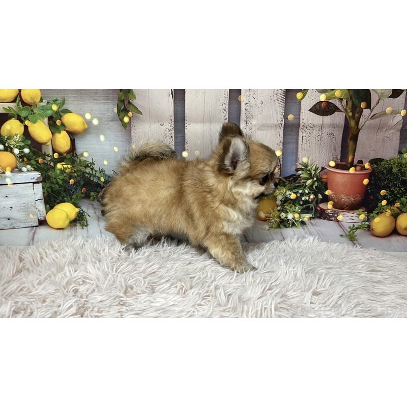 販売中の岐阜県のチワワ(ロングコート)-428175の2枚目