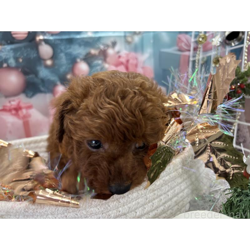 販売中の栃木県のトイプードル-423194の5枚目