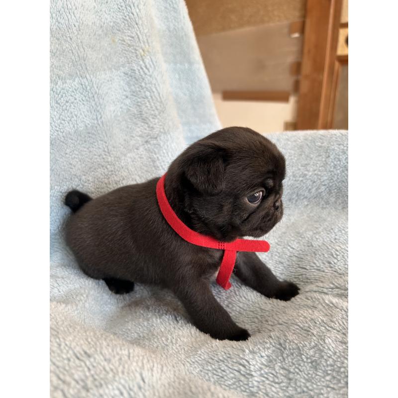 販売中の愛知県のパグ-428185の2枚目