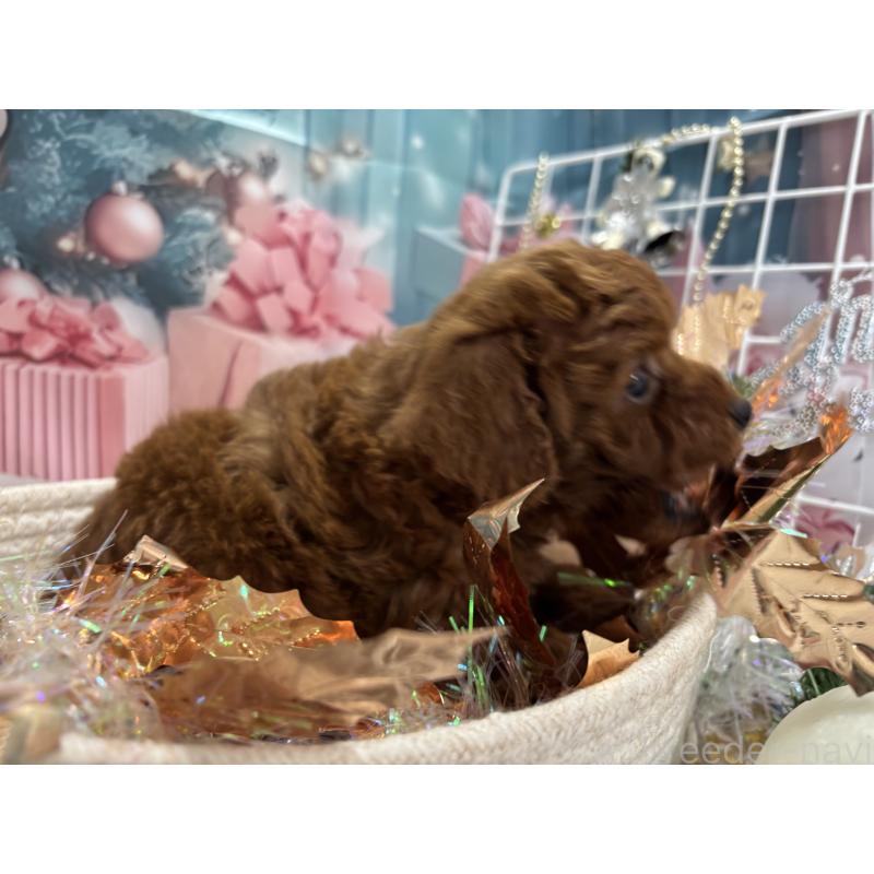 販売中の栃木県のトイプードル-423194の4枚目