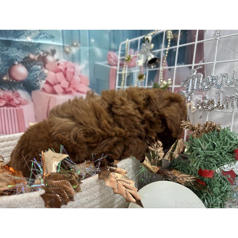 販売中の栃木県のトイプードル-423194の3枚目