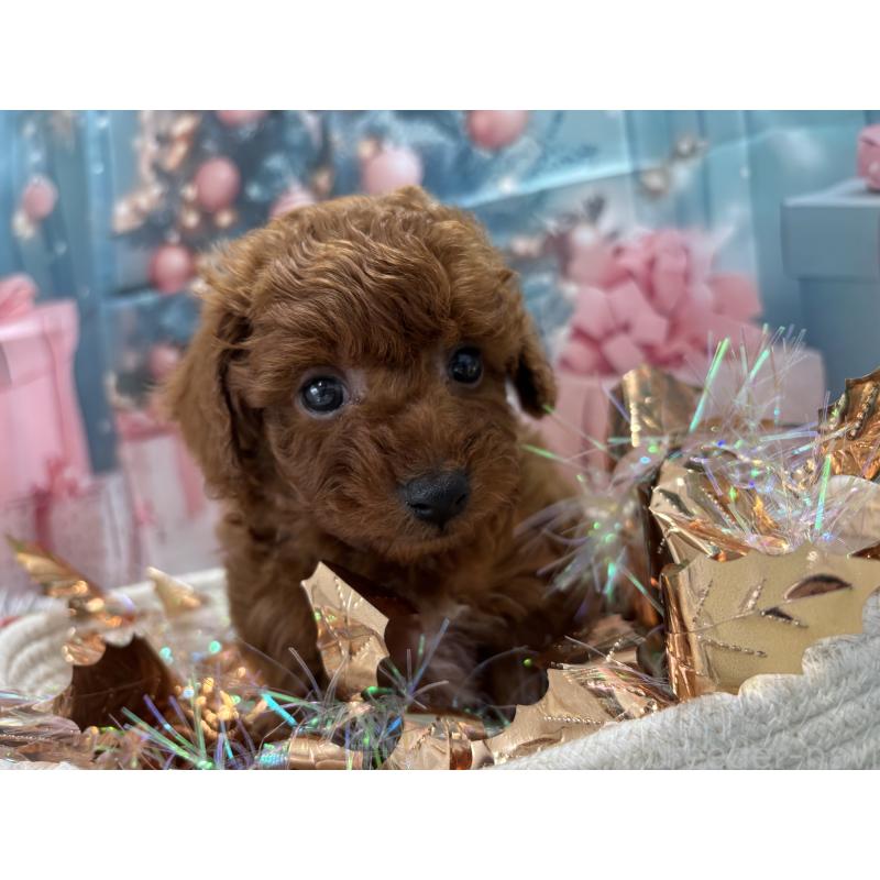 販売中の栃木県のトイプードル-423194の2枚目