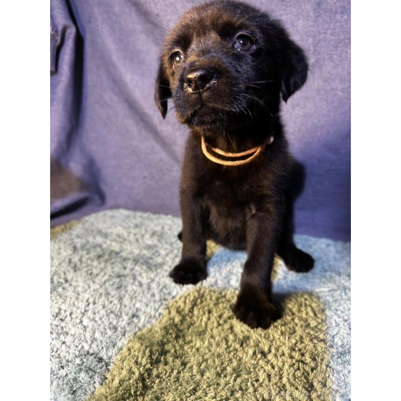 販売中の千葉県のミックス犬-424303の19枚目