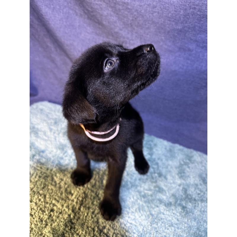 販売中の千葉県のミックス犬-424303の18枚目